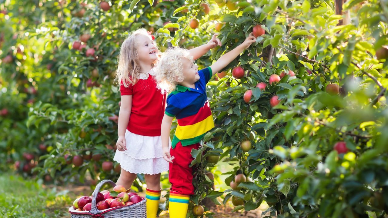 Can a Landlord Enter Your Garden to Pick Fruit? Know Your Tenant Rights