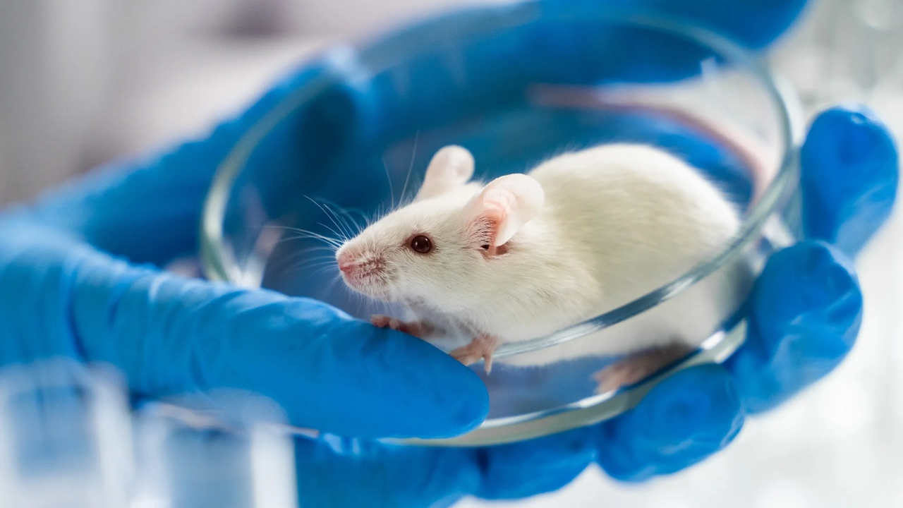 Mouse Study Flags a Serious Downside to the Popular Keto Diet