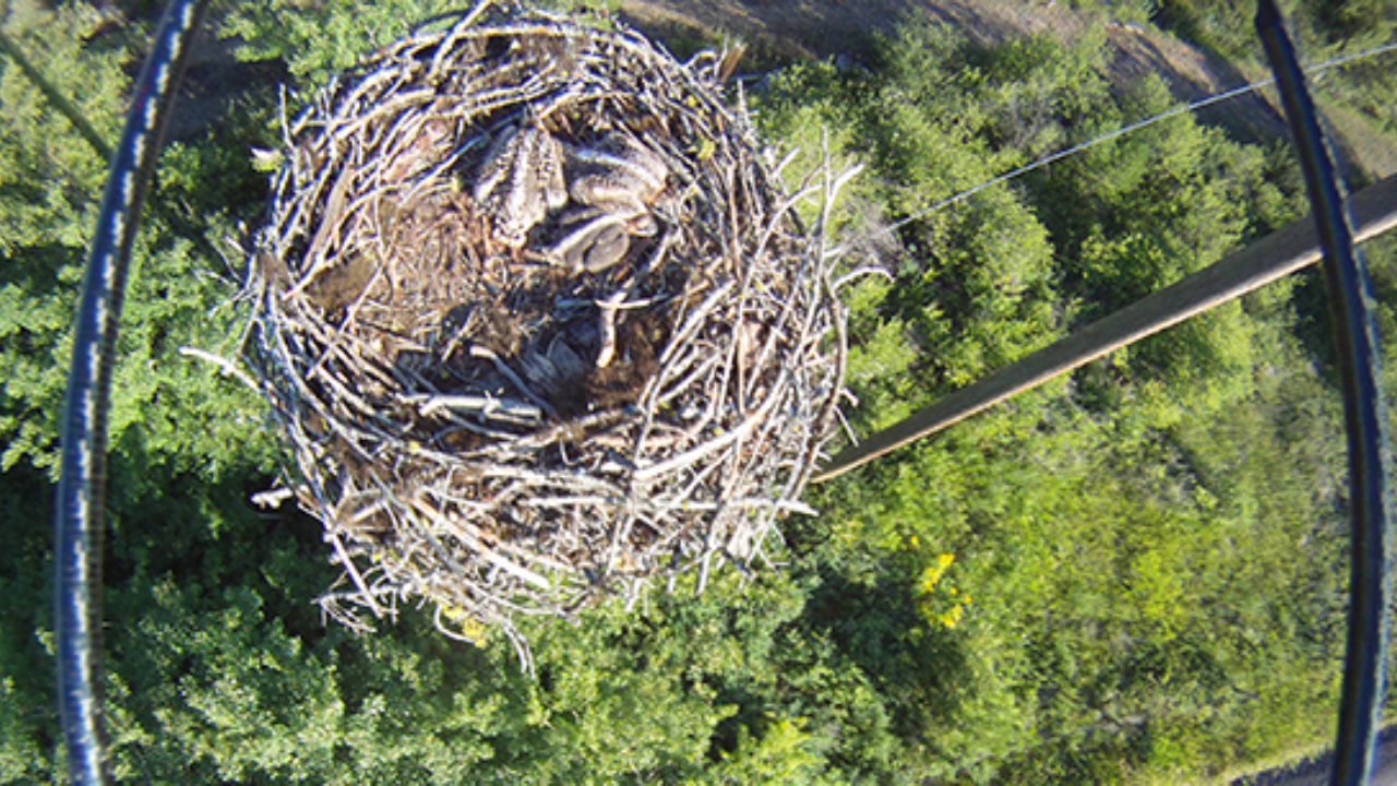 The World’s Largest Eagle Chick Found Alive in the Pantanal, Offering a Rare Lifeline for Brazil’s Harpy Eagle